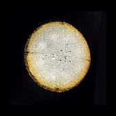 Настенно-потолочный светильник Artic 4636